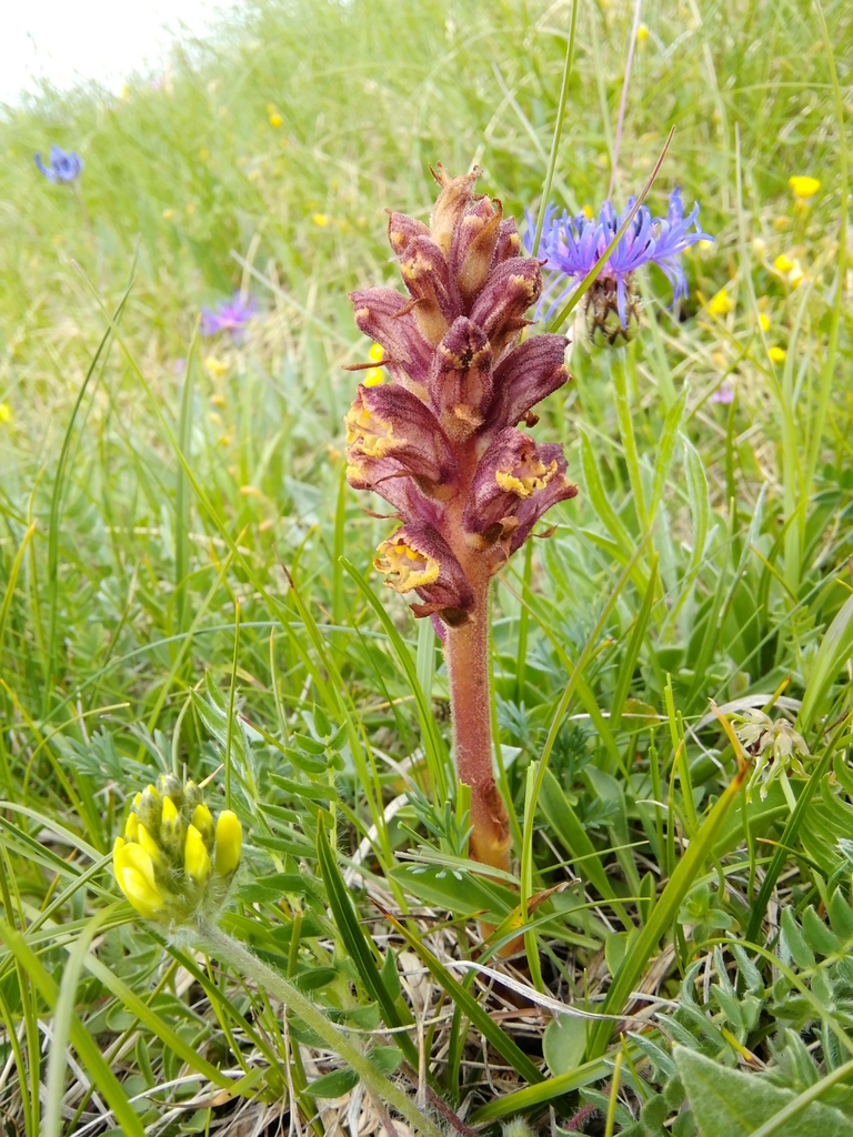Orobanche pancicii