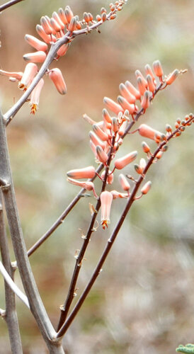 Aloe turkanensis