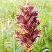 Orobanche pancicii - Photo (c) Jakob Fahr, some rights reserved (CC BY-NC), uploaded by Jakob Fahr