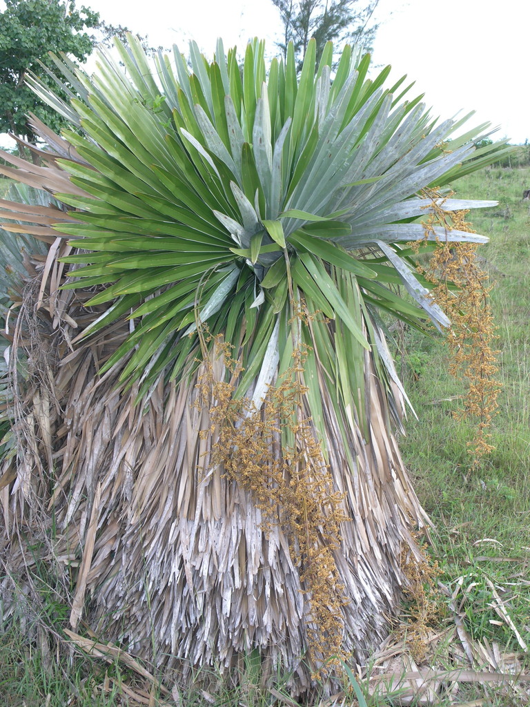 Copernicia cowellii