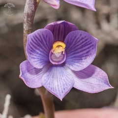 Toothed Sun Orchid (Thelymitra dentata)