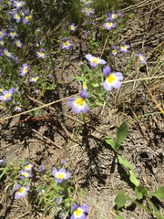 Porterella carnosula