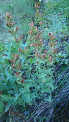 Hypericum linarioides linarioides