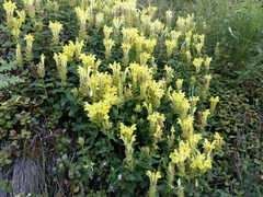 Scutellaria oreophila