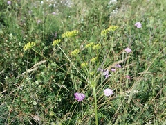 Seseli peucedanoides