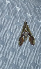 Agathodes designalis