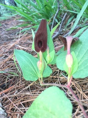 Aristolochia bracteosa