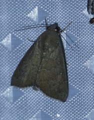 Anomis illita