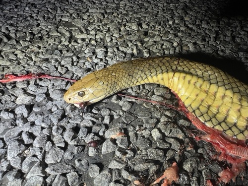 Eastern Brown Snake sighting