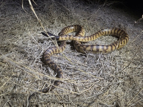 Black-headed Python sighting