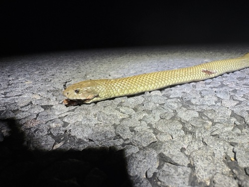 Mulga Snake sighting