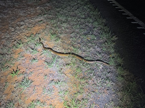 Black-headed Python sighting