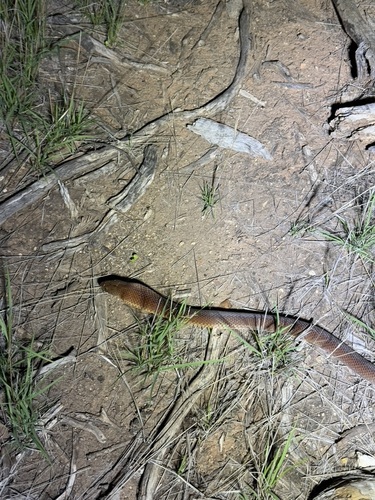 Mulga Snake sighting