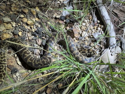 Spotted Python sighting