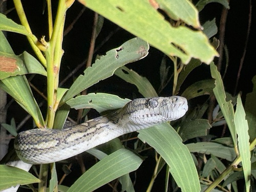 Coastal Carpet Python sighting