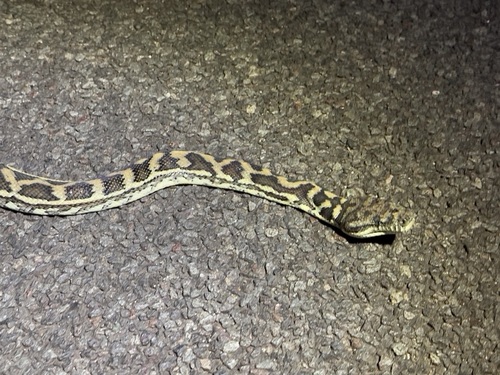 Coastal Carpet Python sighting