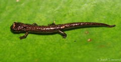 Dendrotriton sanctibarbarus