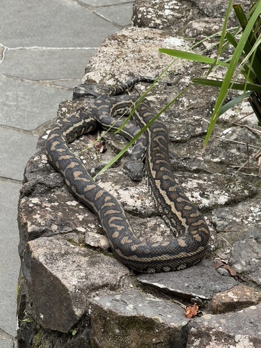 Coastal Carpet Python sighting