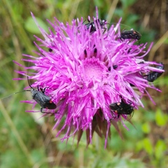 Closterotomus cinctipes