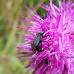 Closterotomus cinctipes