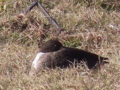 Anas platyrhynchos × undulata