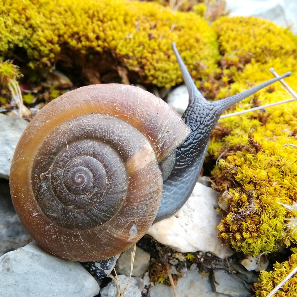 Paraegopis albanicus