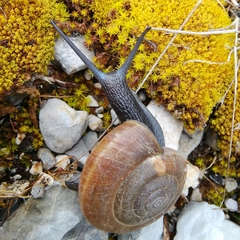 Paraegopis albanicus