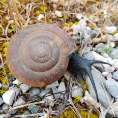 Paraegopis albanicus