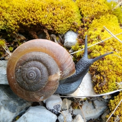 Paraegopis albanicus