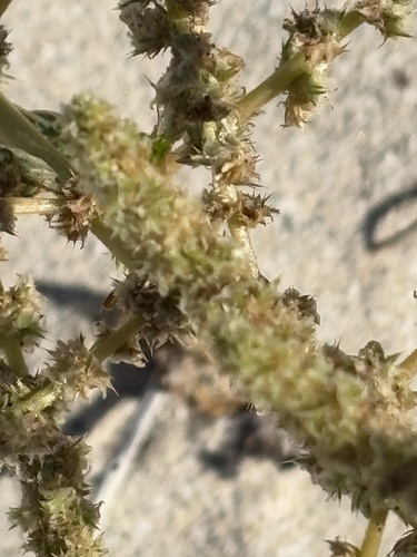 Watson's amaranth (Amaranthus watsonii)