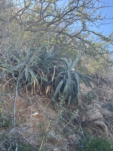 Agave capensis Gentry 3