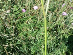 Seseli peucedanoides