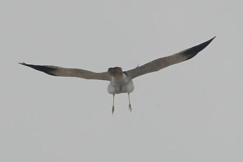 Malagasy Harrier (Circus macrosceles), photo 7