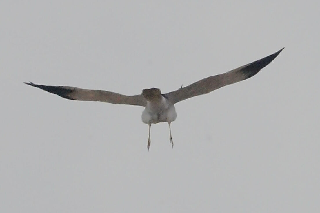 Malagasy Harrier (Circus macrosceles), photo 5