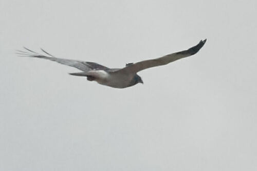 Malagasy Harrier (Circus macrosceles), photo 5