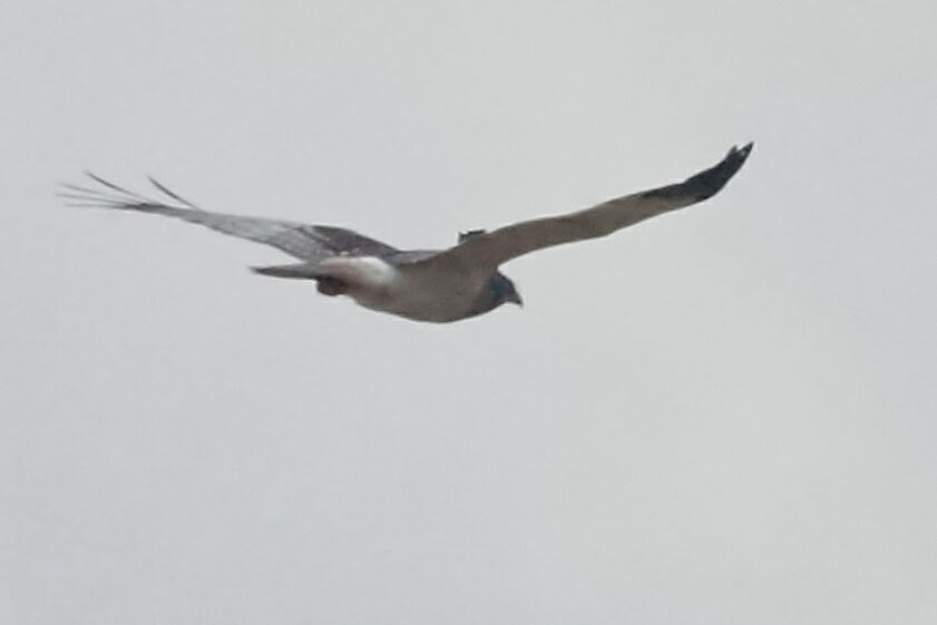 Malagasy Harrier (Circus macrosceles), photo 3