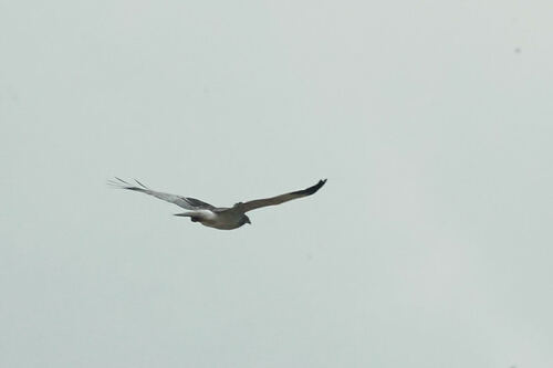 Malagasy Harrier (Circus macrosceles), photo 8