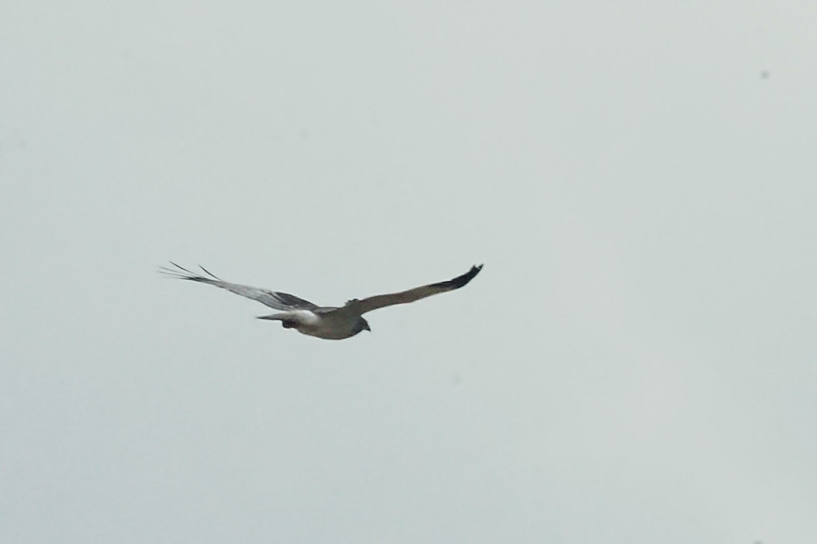 Malagasy Harrier (Circus macrosceles), photo 6