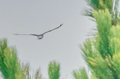 Malagasy Harrier (Circus macrosceles), photo 3