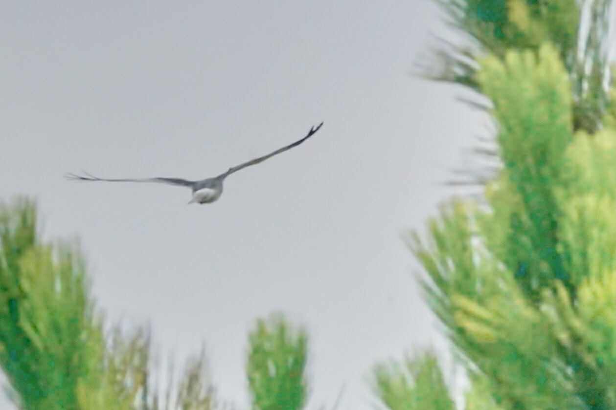 Malagasy Harrier (Circus macrosceles), photo 2
