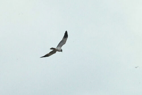 Malagasy Harrier (Circus macrosceles)