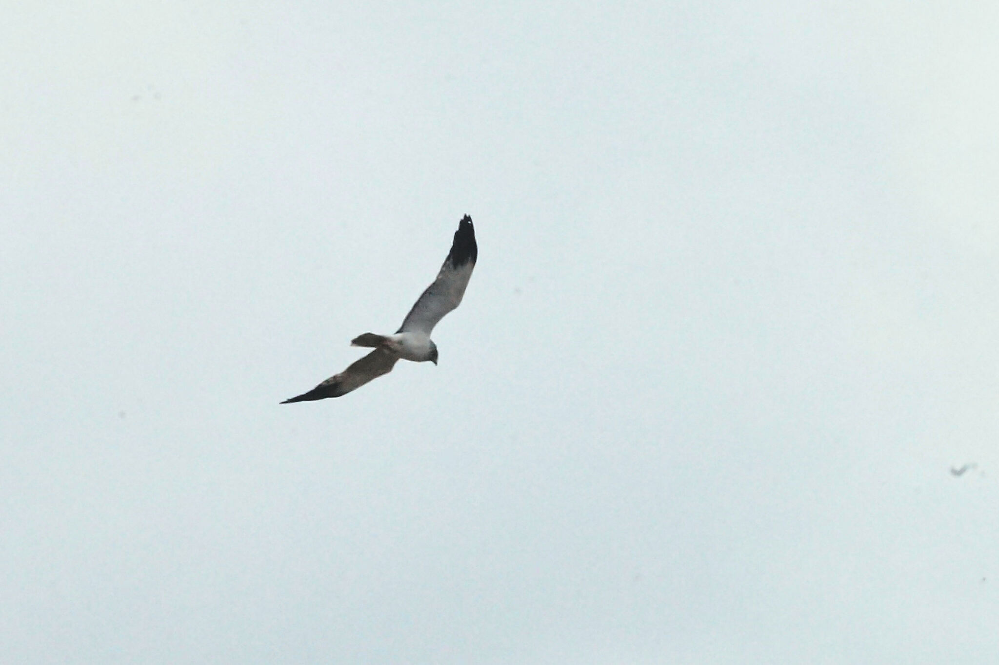 Malagasy Harrier (Circus macrosceles), photo 1