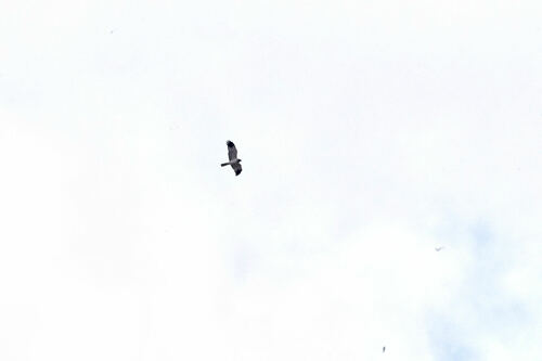 Malagasy Harrier (Circus macrosceles), photo 9