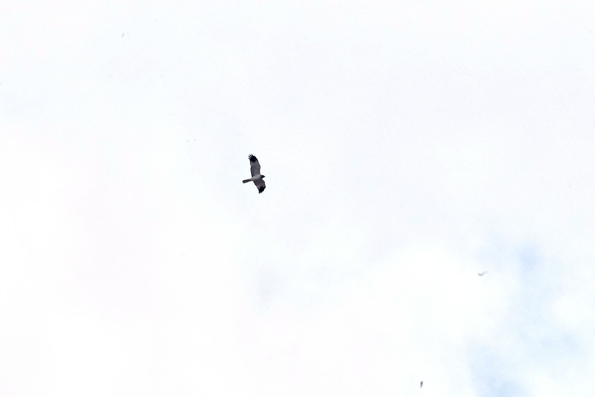 Malagasy Harrier (Circus macrosceles), photo 7