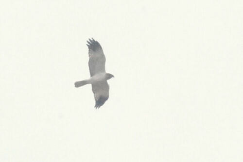 Malagasy Harrier (Circus macrosceles), photo 6