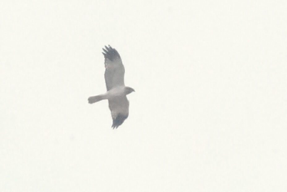 Malagasy Harrier (Circus macrosceles), photo 4