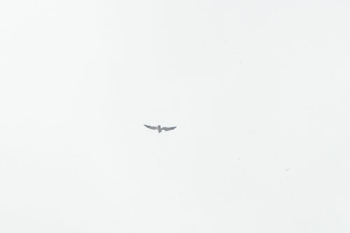 Malagasy Harrier (Circus macrosceles), photo 10