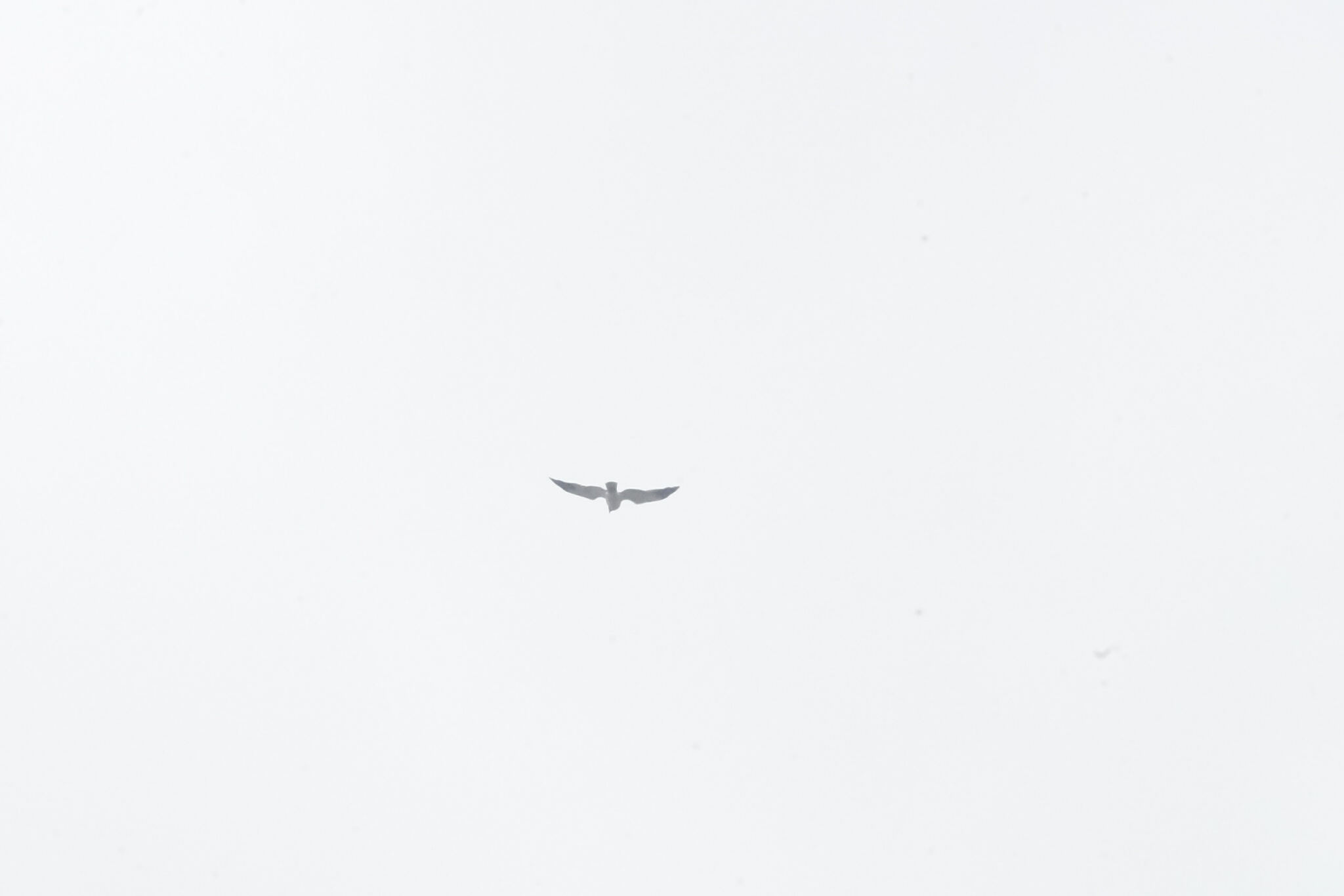 Malagasy Harrier (Circus macrosceles), photo 8