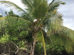 Cocos nucifera image