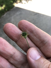 Geum vernum